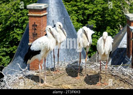 France, Meurthe-et-Moselle (54), pays du Saintois, Haroué, cigognes blanches (Ciconia ciconia), quatre bébés cigognes d'environ 60 jours dans leur nid sur le château de Haroué (vue aérienne) Banque D'Images