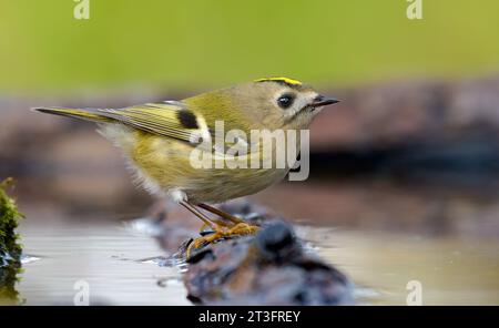 Belle Goldcrest (regulus regulus) se trouve sur la branche humide près de l'étang d'eau pendant la migration d'automne Banque D'Images