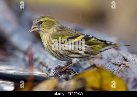 Femelle adulte Siskin eurasien (Spinus spinus) regardant curieusement assis sur des brindilles dans un endroit humide humide près de l'étang d'eau Banque D'Images