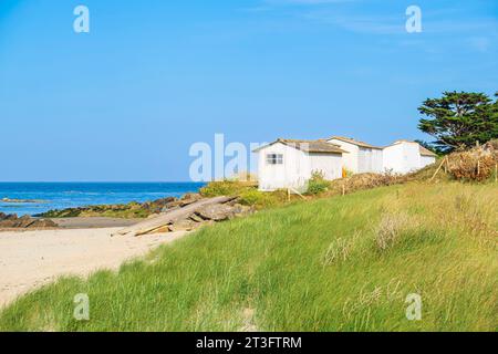 France, Vendée, Ile d'Yeu, côte dunaire (côte nord-est), cabanes de pêcheurs le long de la plage du Marais Salé Banque D'Images