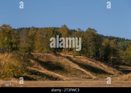 Belle forêt de bouleaux sur une colline frappée par le soleil de l'après-midi. Banque D'Images
