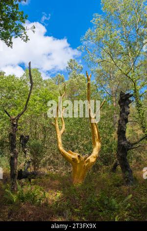 France, Morbihan, Forêt de Brocéliande, Trehorenteuc, Val sans Retour, l’arbre d’or, créé par François Davin en 1991 à la suite d’un incendie, un arbre recouvert de véritables feuilles d’or symbolisant la renaissance de la forêt, mais aussi son caractère fragile et précieux Banque D'Images