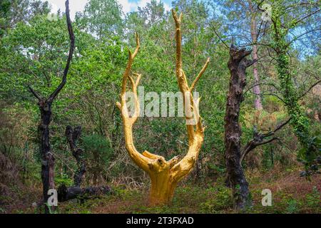 France, Morbihan, Forêt de Brocéliande, Trehorenteuc, Val sans Retour, l’arbre d’or, créé par François Davin en 1991 à la suite d’un incendie, un arbre recouvert de véritables feuilles d’or symbolisant la renaissance de la forêt, mais aussi son caractère fragile et précieux Banque D'Images