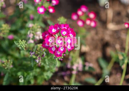 Verveine gros plan sur un lit de fleurs avec un fond flou Banque D'Images