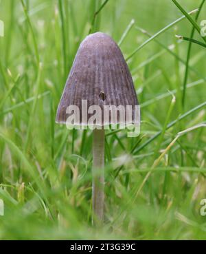 Capot nitreux - Mycena leptocephala - Macro Banque D'Images