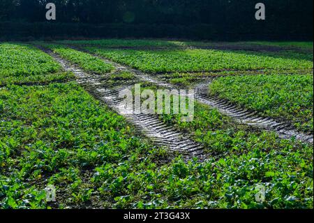 Chenilles laissées par un tracteur dans un champ boueux qui a récemment été semé de récoltes avant d'être inondé. Banque D'Images