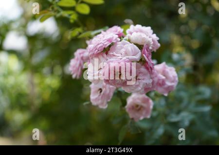 Rosa abietina sait que Pine Rose.il pousse généralement à l'ombre à semi-ombre dans la forêt ou broussailles. Banque D'Images