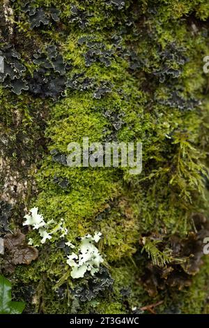 Gros plan d'un tronc d'arbre recouvert de plusieurs types de lichen. Banque D'Images