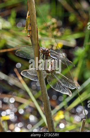 Couple d'écumoire à queues (Orthetrum coerulescens) s'accouplant à Holt, Norfolk, Royaume-Uni. Juillet Banque D'Images