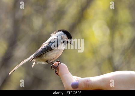 Une chickadee se perche sur le bout des doigts, à la recherche de graines Banque D'Images