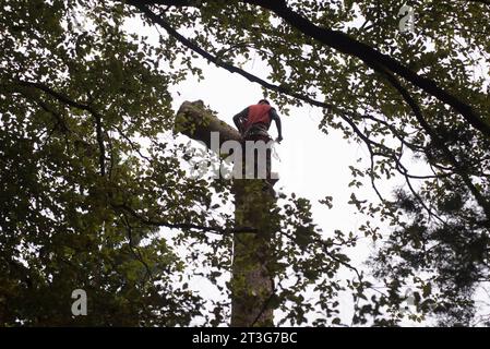 abort travaillant en hauteur pendant l'entretien des arbres et élagage des arbres abort travaillant en hauteur pendant l'entretien des arbres Banque D'Images