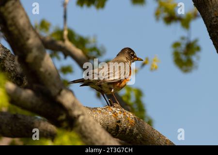 Un Robin est assis dans un arbre, observant le monde Banque D'Images