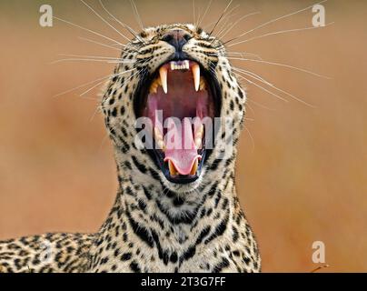 Animaux dans le parc national de Maasai Mara, Kenya : bâillons léopard montrant sa langue et sa canine Banque D'Images