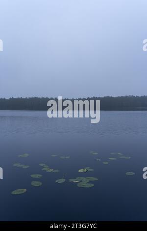 Vue sur le paysage du lac du matin brumeux avec des nappes de lys au premier plan. Banque D'Images
