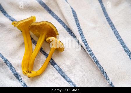 Plan rapproché de trois champignons Yellowfoot (Craterellus tubaeformis), sur un torchon blanc à rayures bleues. Banque D'Images