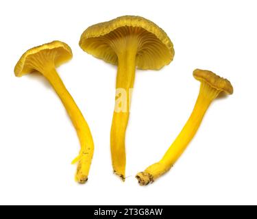 Trois champignons Yellowfoot (Craterellus tubaeformis) isolés sur fond blanc. Banque D'Images