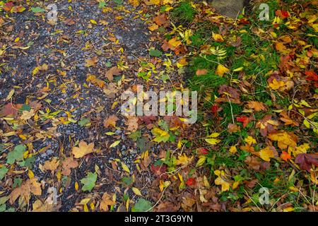 Feuilles automnales dans une variété de couleurs reposant sur le sol près de Mirfield, West Yorkshire au fur et à mesure que les saisons changent. Banque D'Images