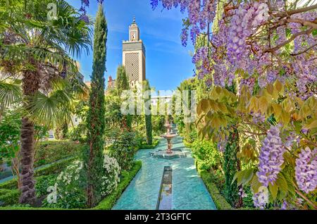 France, Paris, Grande Mosquée, le jardin avec Wisteria Banque D'Images