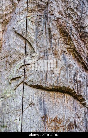 France, Vendée, Vouvant, forêt de Mervent-Vouvant, les cinq Jumeaux, labellisé arbre remarquable de France, chêne qui avait 5 pousses du même tronc et qui est mort en 1996, doit sa renaissance à Sébastien Krampe qui a sculpté chaque tronc en hommage aux esprits de la forêt Banque D'Images