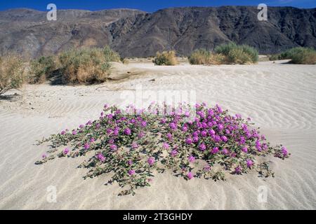 Verveine près de Coyote Wash, Anza Borrego Desert State Park, Californie Banque D'Images