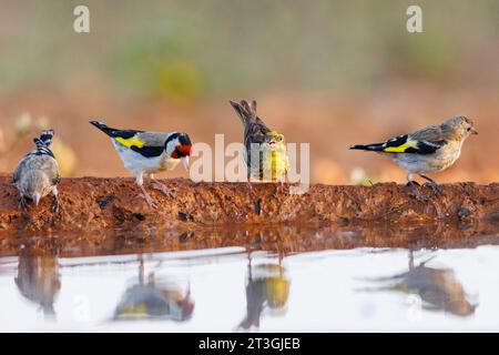 Europe, Espagne, province de Castille-la Manche, propriété privée, Finlandais européen (Carduelis carduelis) , au sol, une famille boit dans un trou d'eau avec un serin (Serinus serinus), Banque D'Images