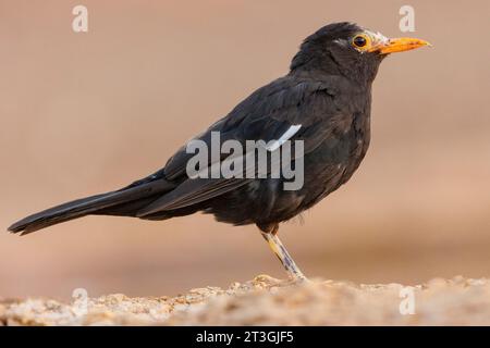 Espagne, province de Castille-la Manche, oiseau noir ( Turdus merula), mâle adulte avec plumes blanches ( traces de leucisme) Banque D'Images