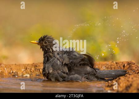 , Espagne, province de Castilla-la Mancha, propriété privée, oiseau noir ( Turdus merula), jeune oiseau se baignant dans un trou d'eau Banque D'Images