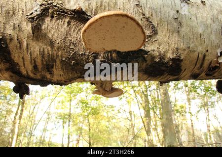 vue à angle bas à un tronc d'arbre avec deux champignons de crochet de bouleau dans une forêt en automne Banque D'Images