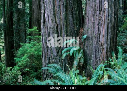 Troncs de séquoia sur Trillium Falls Trail, Redwood National Park, Californie Banque D'Images