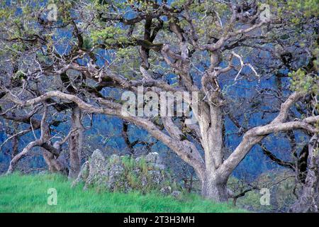 Oak on Bald Hills à Schoolhouse Prairie, Redwood National Park, Californie Banque D'Images