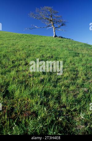 Oak on Bald Hills Ridgeline à Schoolhouse Peak, Redwood National Park, CA Banque D'Images