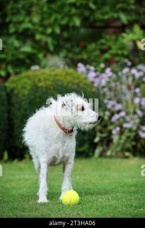 Chien Scruffy avec balle de tennis sur une pelouse, Royaume-Uni. Banque D'Images