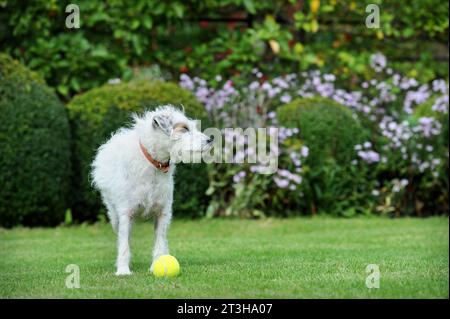 Chien Scruffy avec balle de tennis sur une pelouse, Royaume-Uni. Banque D'Images