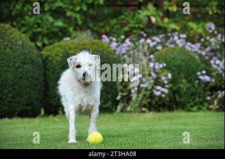 Chien Scruffy avec balle de tennis sur une pelouse, Royaume-Uni. Banque D'Images