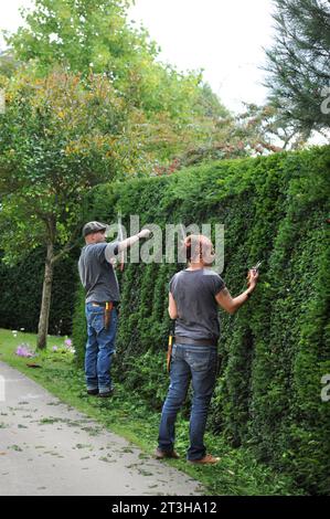 Artistes topiaires travaillant sur une hedge de Yew, Royaume-Uni Banque D'Images