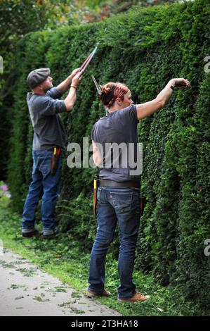 Artistes topiaires travaillant sur une hedge de Yew, Royaume-Uni Banque D'Images