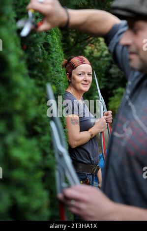 Artiste topiaire féminine travaillant sur une haie d'if, Royaume-Uni Banque D'Images