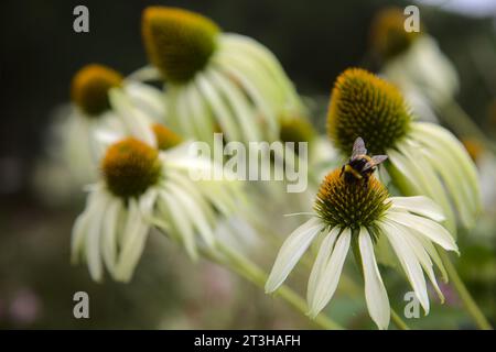 Arbuste d'échinacée en fleur vu de près Banque D'Images