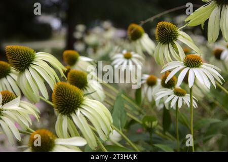 Arbuste d'échinacée en fleur vu de près Banque D'Images