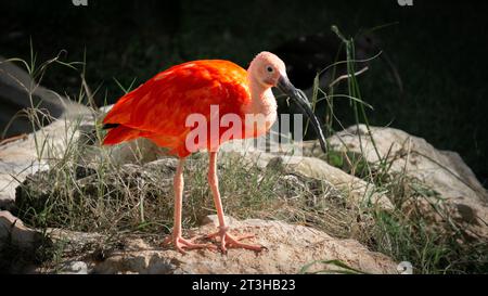 Scarlet ibis, oiseau aux plumes rouges joliment colorées assis sur une pierre et regardant vers la caméra. Banque D'Images