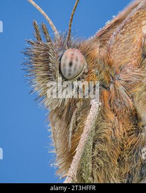 Vue de profil d'un papillon brun clair à pieds brossés avec ocelle noire, couverte de rosée, sur fond bleu (Meadow Brown, Maniola jurtina) Banque D'Images