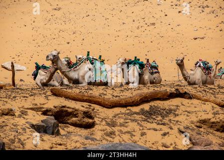 Chameaux reposant au bord du Nil près d'Assouan, Égypte Banque D'Images