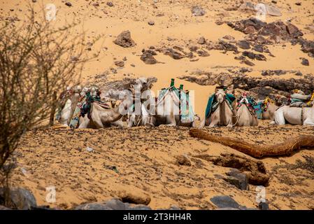 Chameaux reposant au bord du Nil près d'Assouan, Égypte Banque D'Images