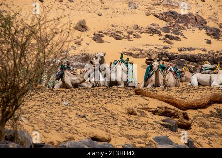 Chameaux reposant au bord du Nil près d'Assouan, Égypte Banque D'Images