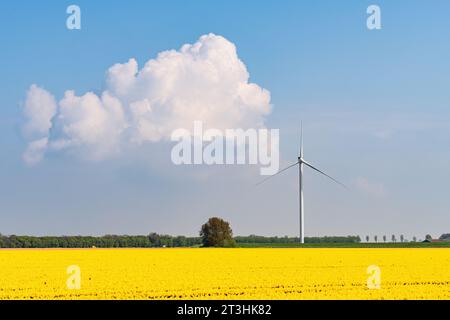 Champ de tulipes avec des tulipes fleuries jaunes sous un ciel bleu avec un nuage blanc et une éolienne debout à l'horizon. Banque D'Images