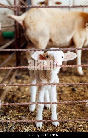 Grande image d'un mignon bébé agneau Banque D'Images