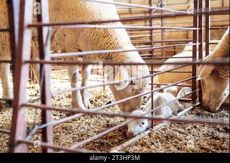 Moutons et veau nouveau-né s'embrassent dans le pré Banque D'Images