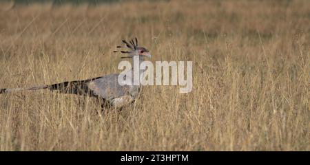 profil latéral secrétaire chasse aux oiseaux dans les hautes herbes de la savane sauvage de masai mara, kenya Banque D'Images