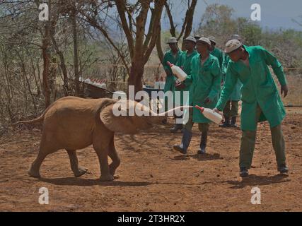 NAIROBI, KENYA - Mars 20 2023 : un éléphant orphelin attrape une bouteille de lait à son gardien avec son tronc à l'orphelinat Sheldrick Wildlife Trust Banque D'Images