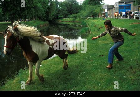 Cheval en épi de gitan piebald. Appleby dans Westmorland Gypsy Horse Fair. Un gitan poursuit un cheval qui semble s'être échappé. Il sera lavé dans la rivière Eden. Cumbria, Angleterre juin 1985 1980s Royaume-Uni HOMER SYKES Banque D'Images